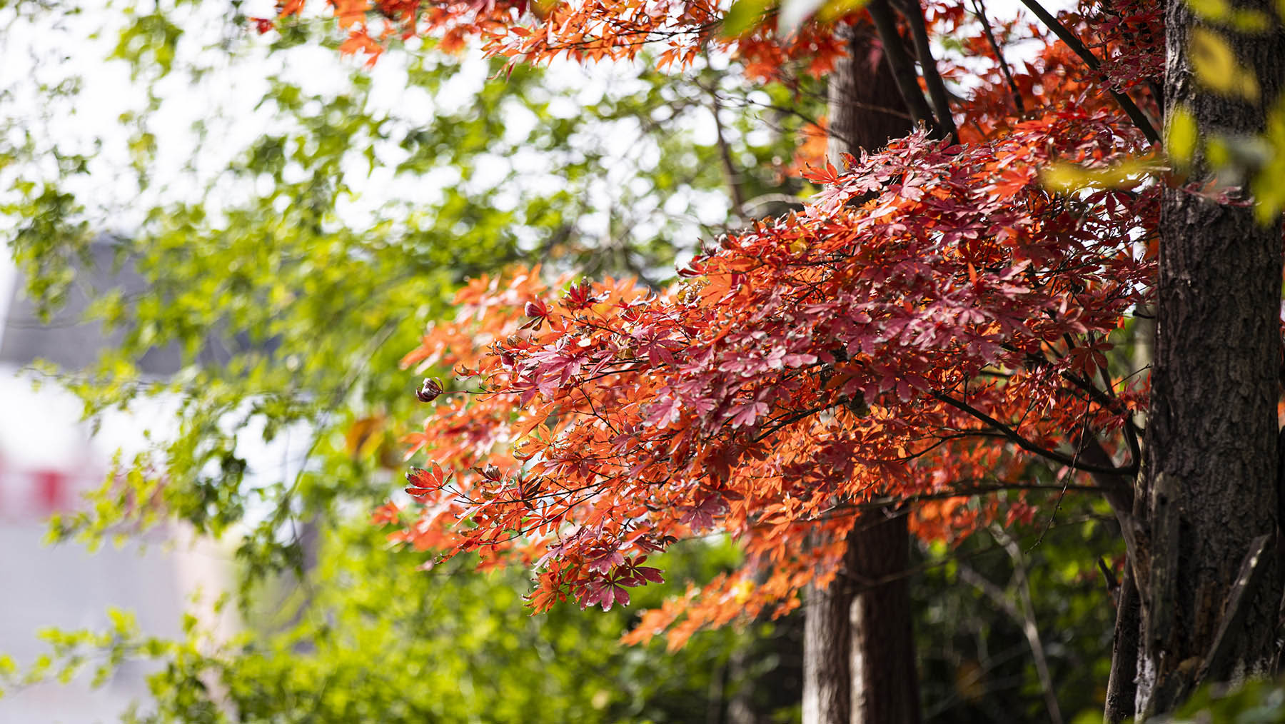 白塔中学女子篮球队在南充 市第六届运动会上再创佳绩