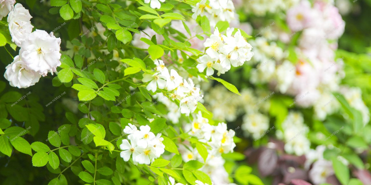 鲜花