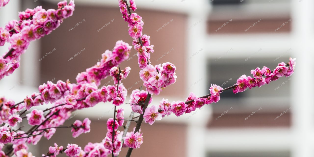 鲜花