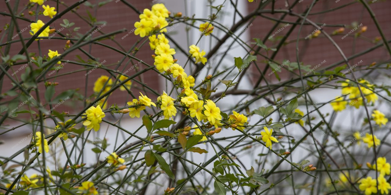 鲜花