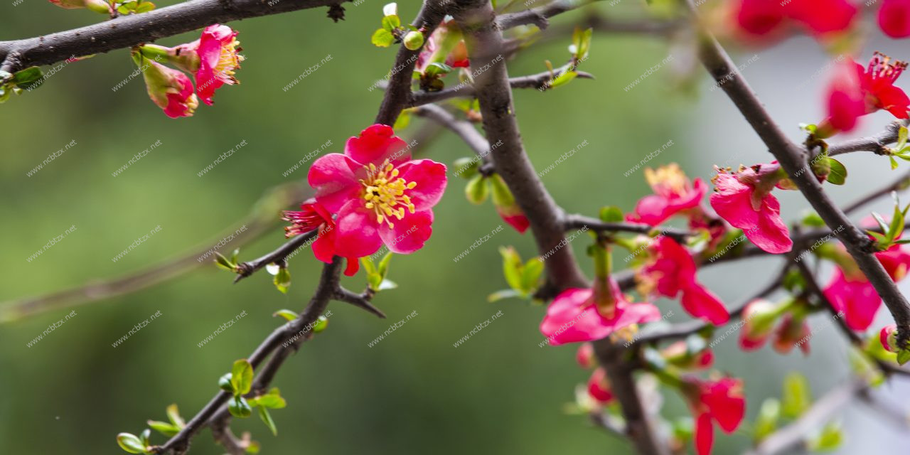 鲜花